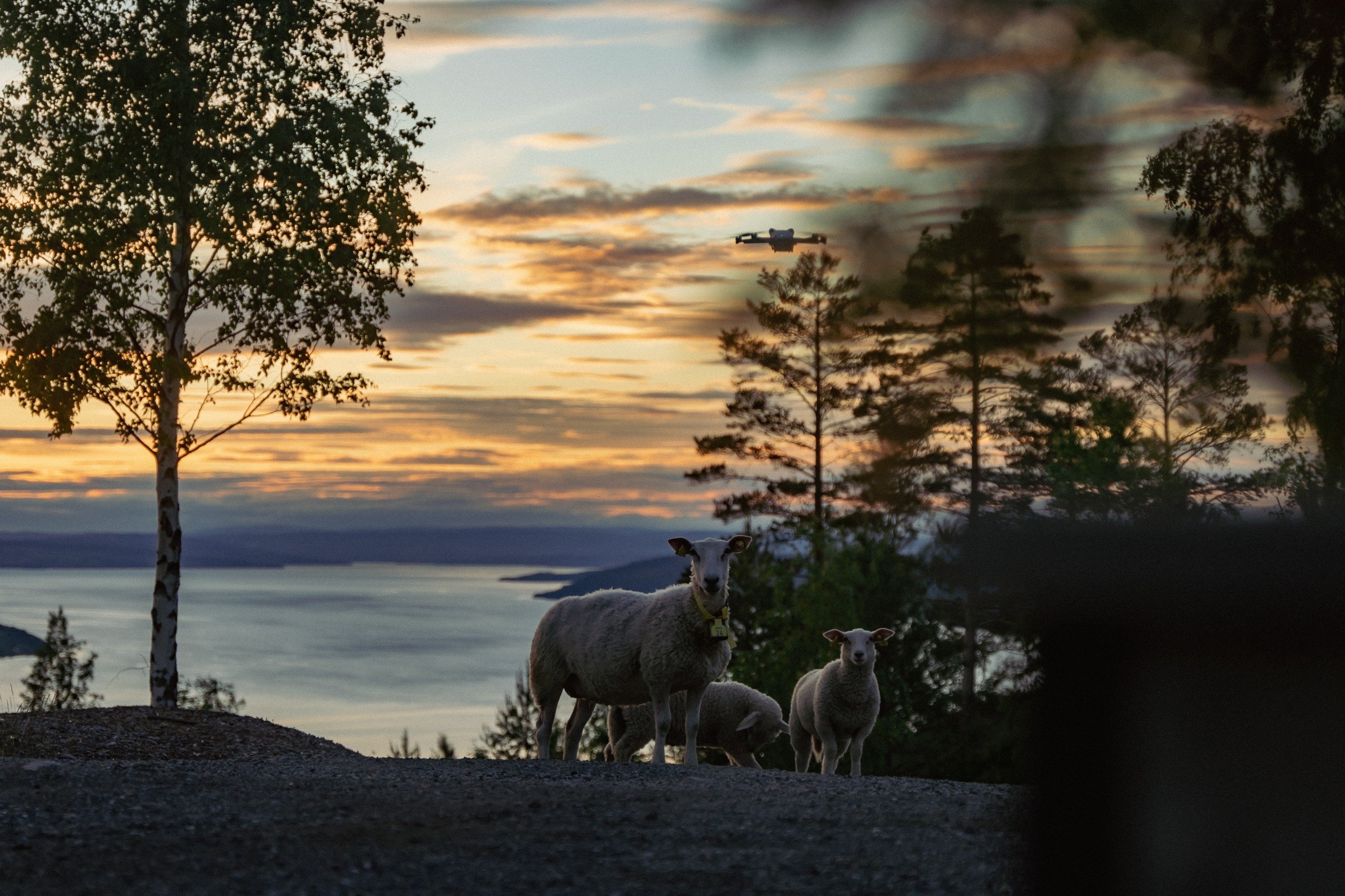 Sheep and trees in the evening with a lake in the background