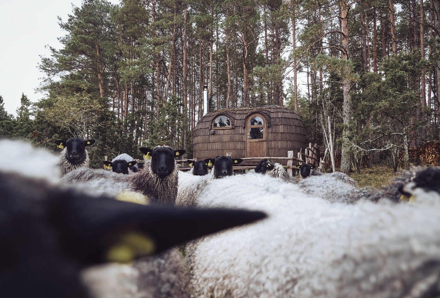 Sauna next to a sheep heard in Estonia